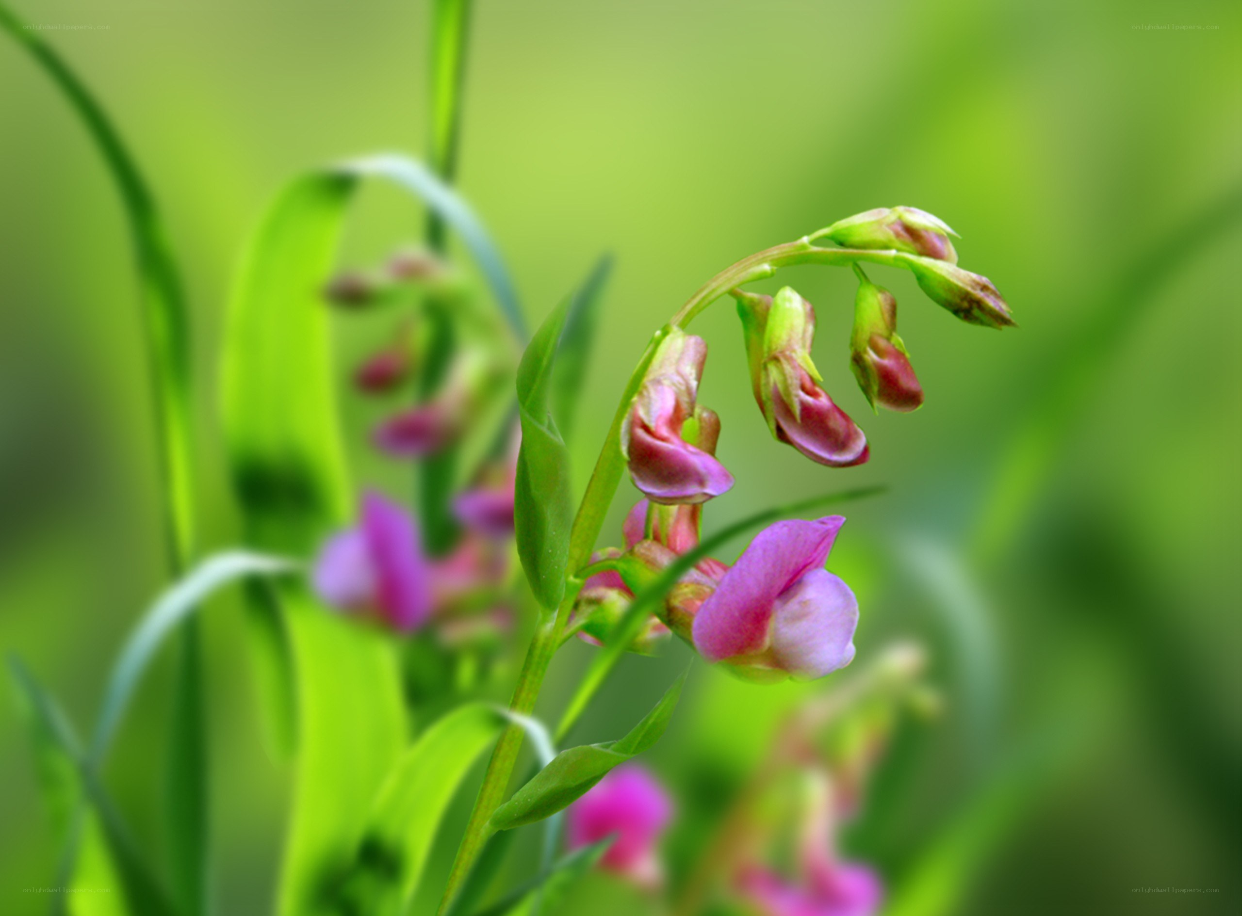 Pink wildflowers in green field