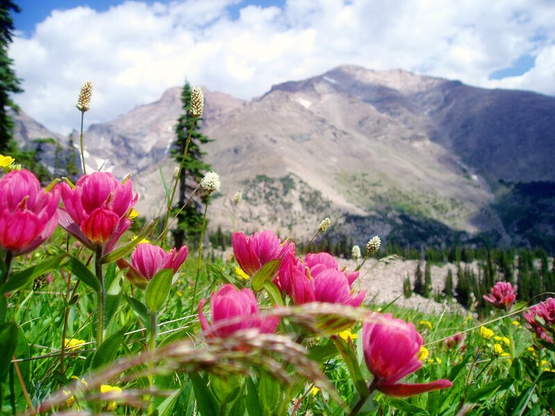 Pink Wildflowers in Meadow — Serene, Summer