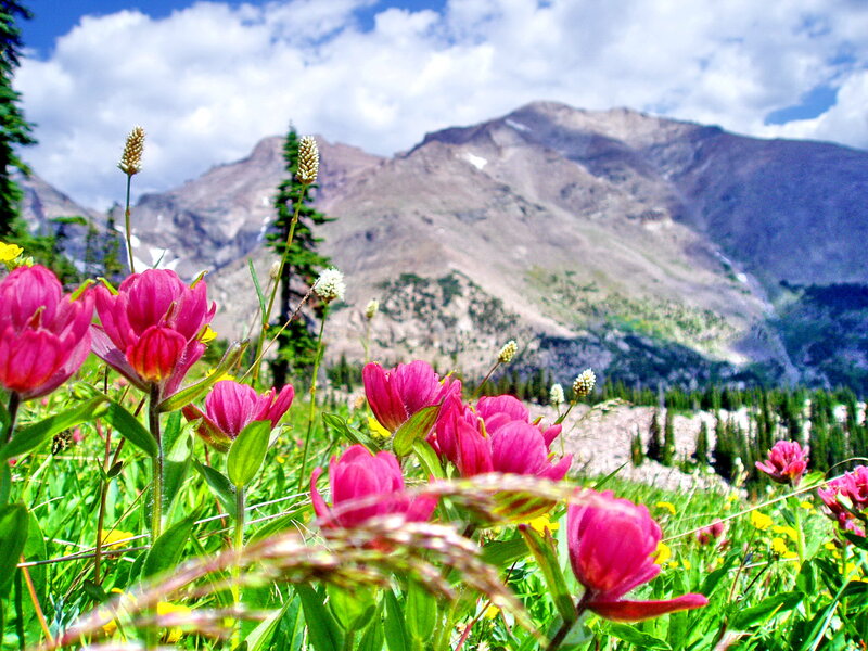 Pink Wildflowers in Meadow — Serene