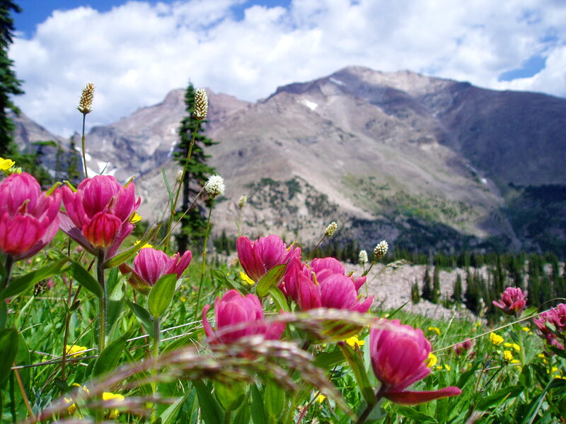 Pink Wildflowers in Meadow
