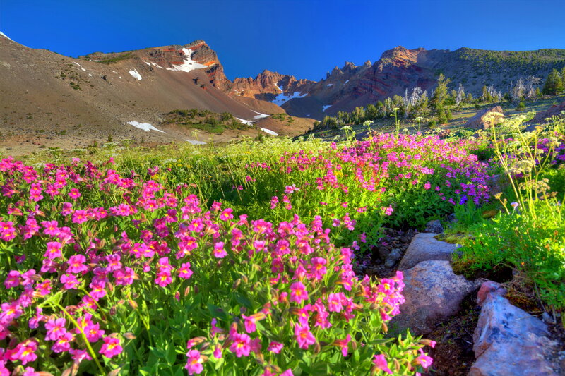 Pink Wildflowers in Mountain