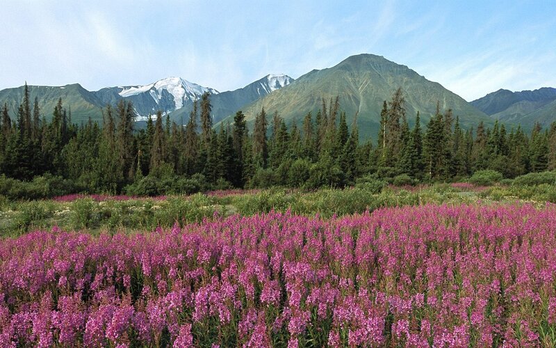 Pink wildflowers in mountain valley