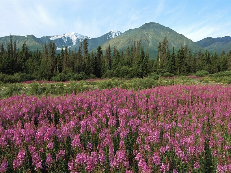 Pink wildflowers in mountain valley