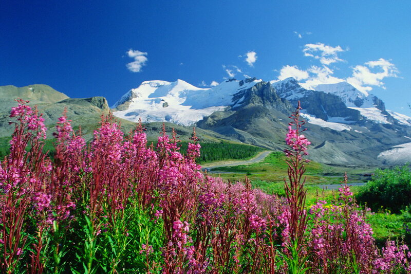 Pink Wildflowers in Mountains — Blue