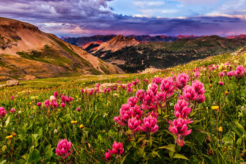 Pink Wildflowers in Mountains — Dramatic