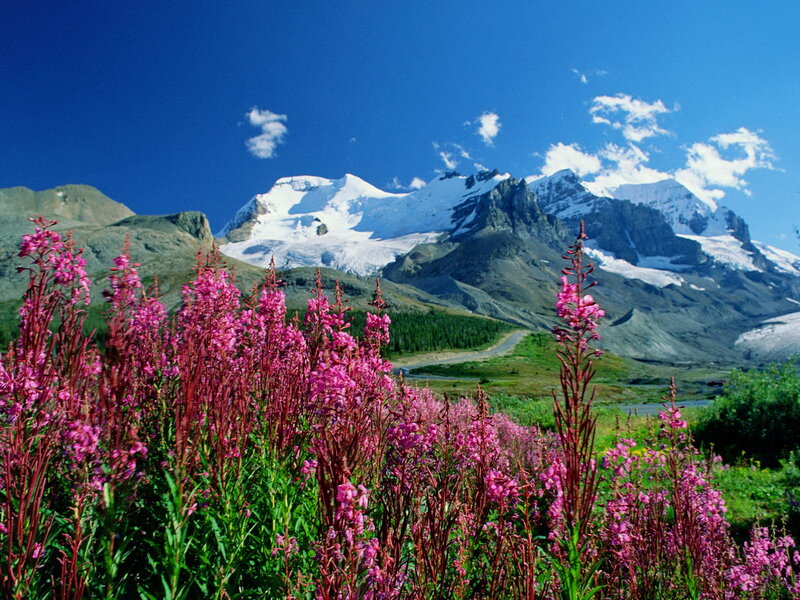 Pink Wildflowers in Mountains