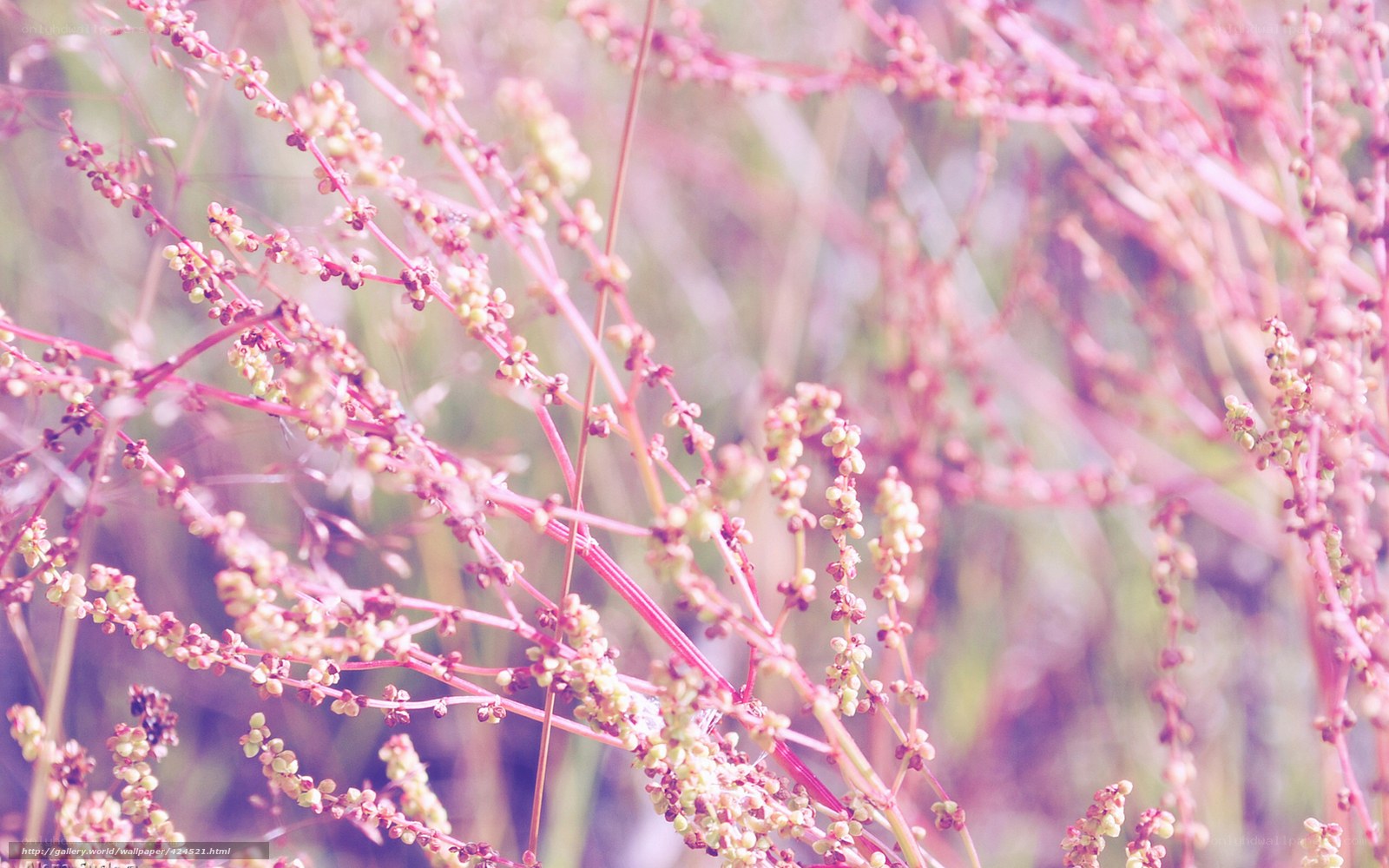 Pink wildflowers in soft focus