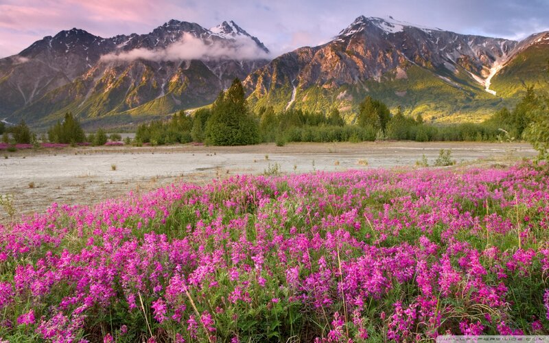 Pink Wildflowers in Valley