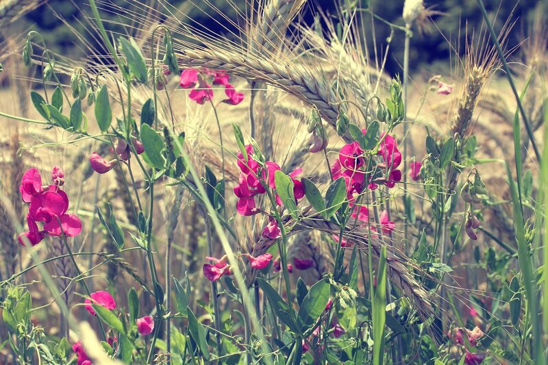 Pink Wildflowers in Wheat