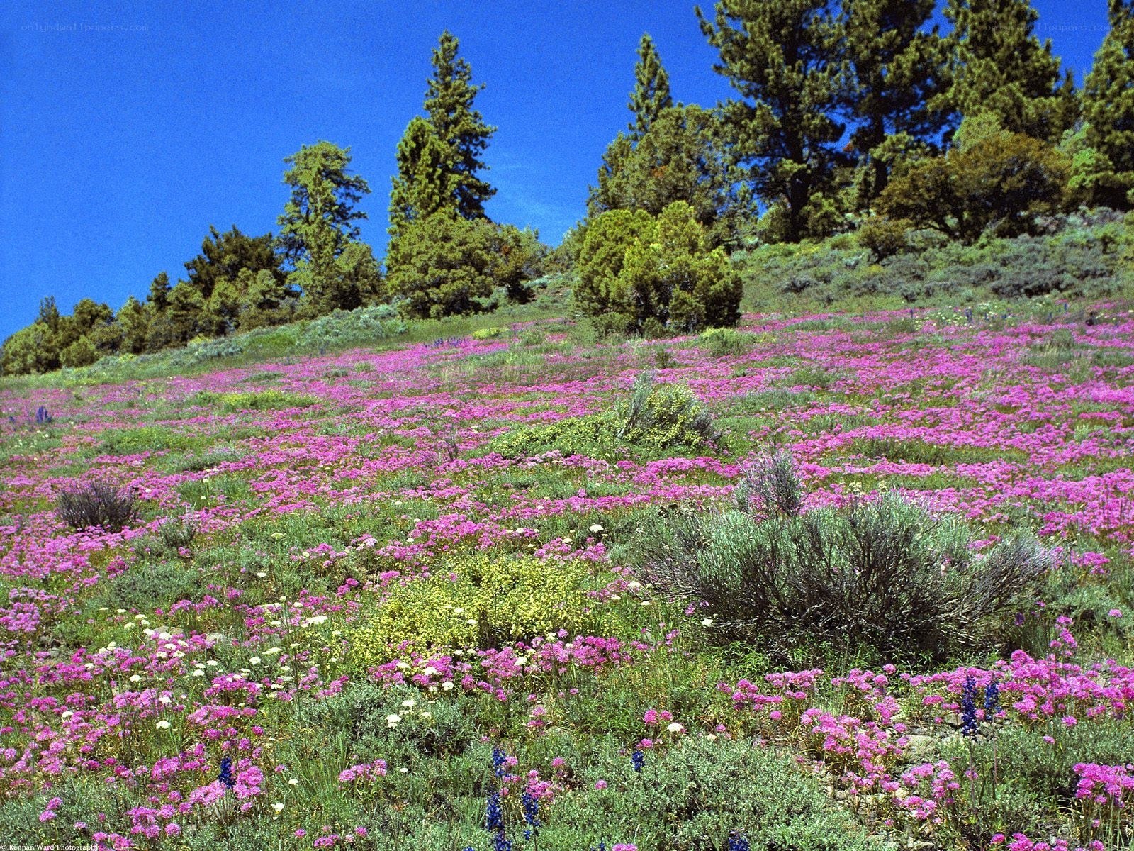 Pink wildflowers on a hillside