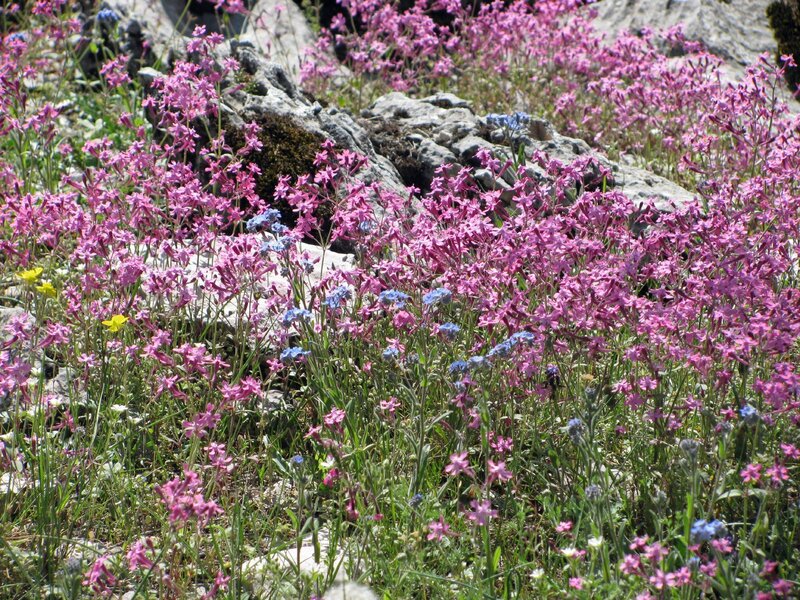 Pink wildflowers on rocky hillside