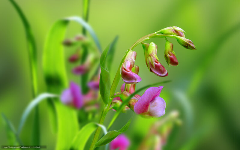 Pink Wildflowers on Stem
