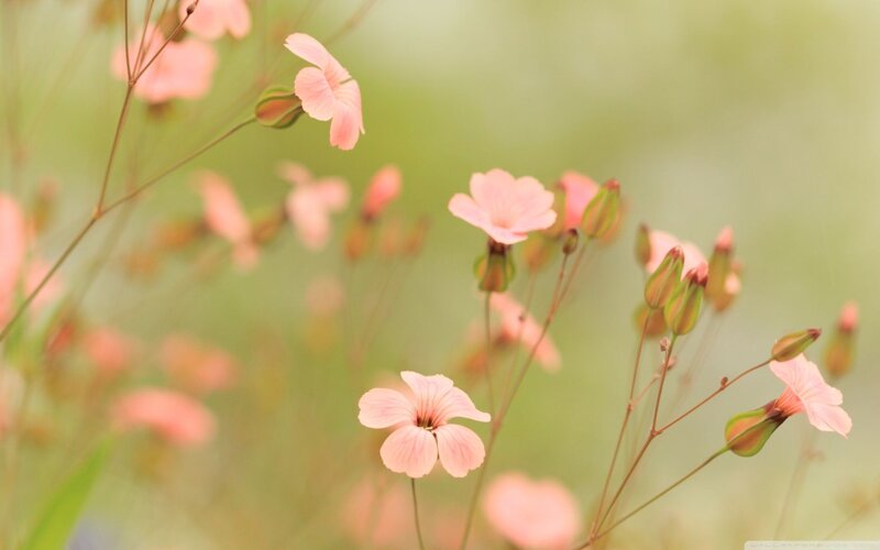 Pink Wildflowers — Serene, Spring, Photograph