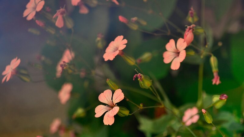 Pink Wildflowers — Serene