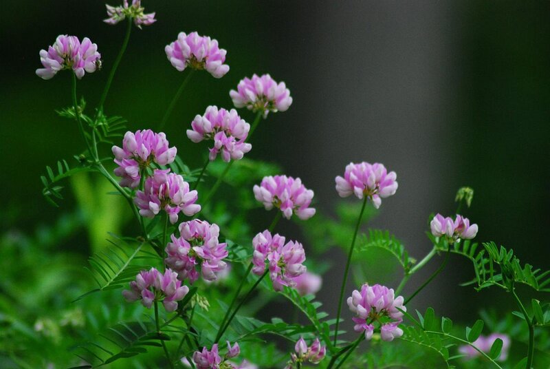 Pink Wildflowers