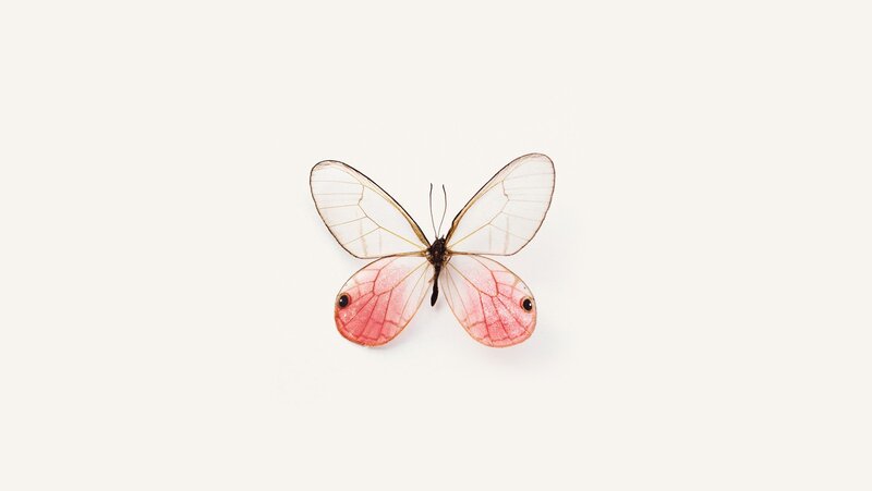 Pink-winged butterfly