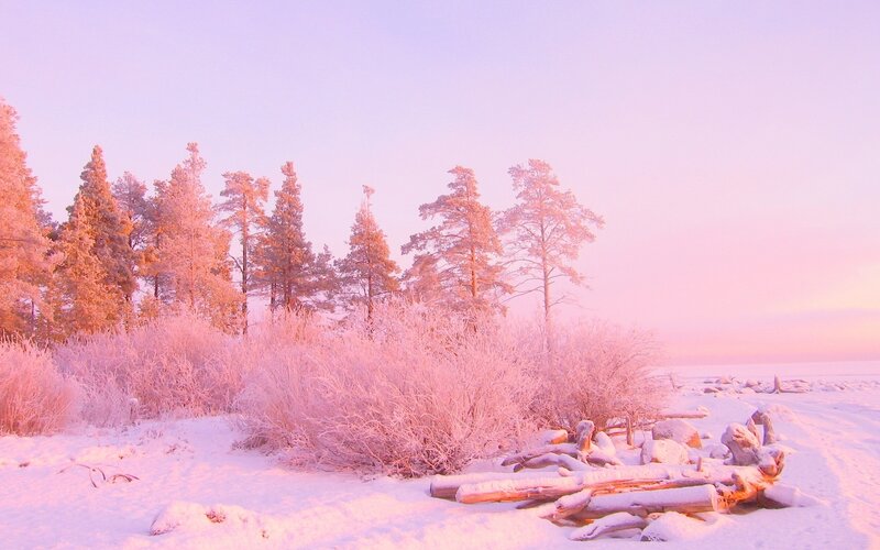 Pink winter forest landscape