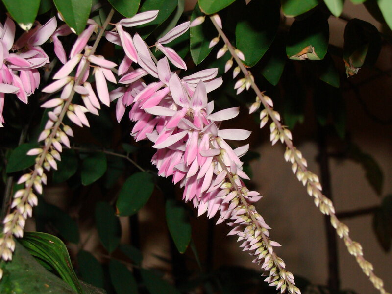 Pink Wisteria Flowers
