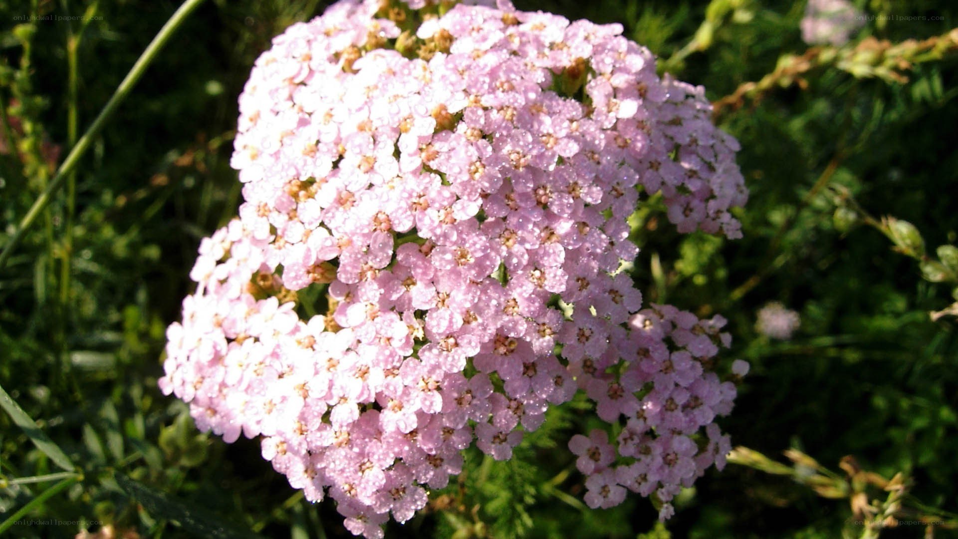 pink yarrow flower cluster