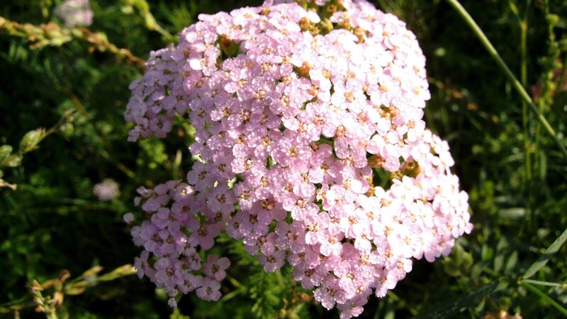pink yarrow flower cluster