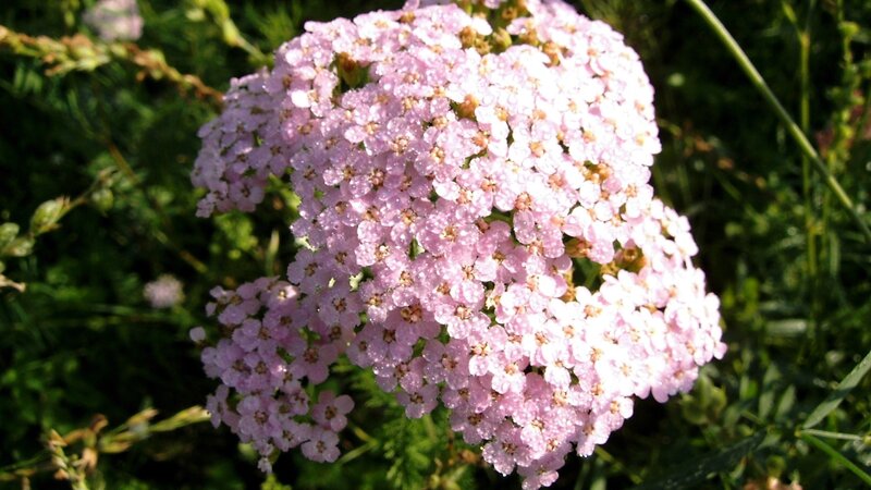 Pink Yarrow Flower