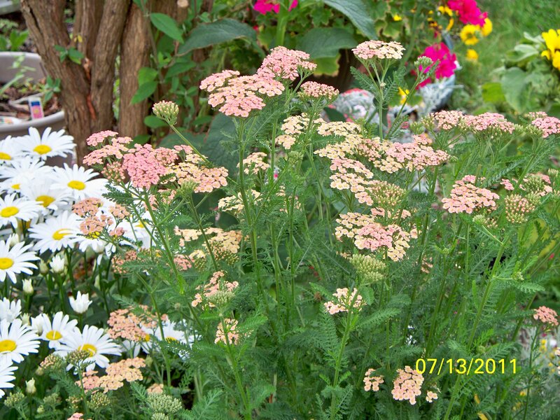 Pink Yarrow Flowers — Calm