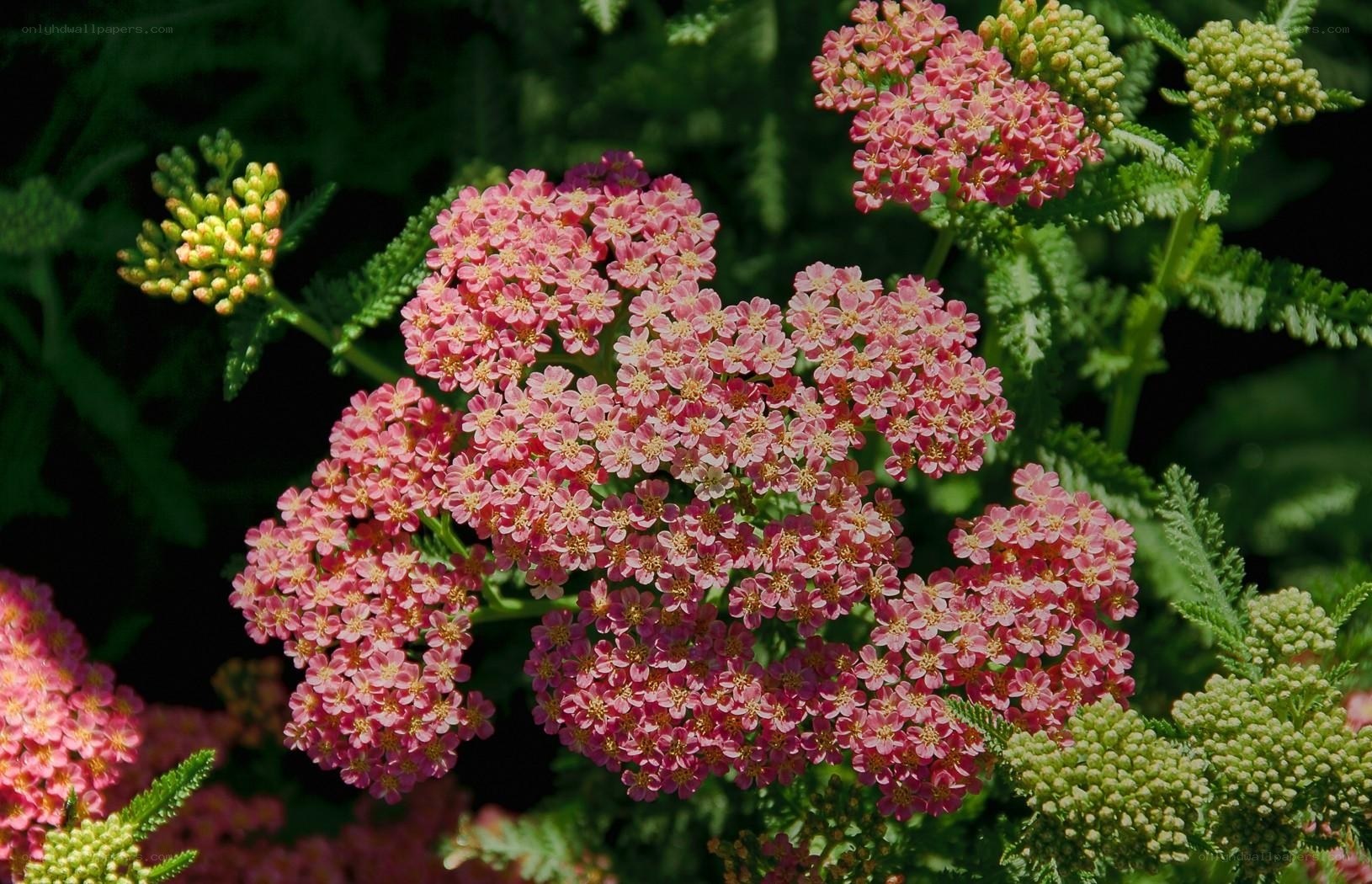 Pink yarrow flowers in bloom