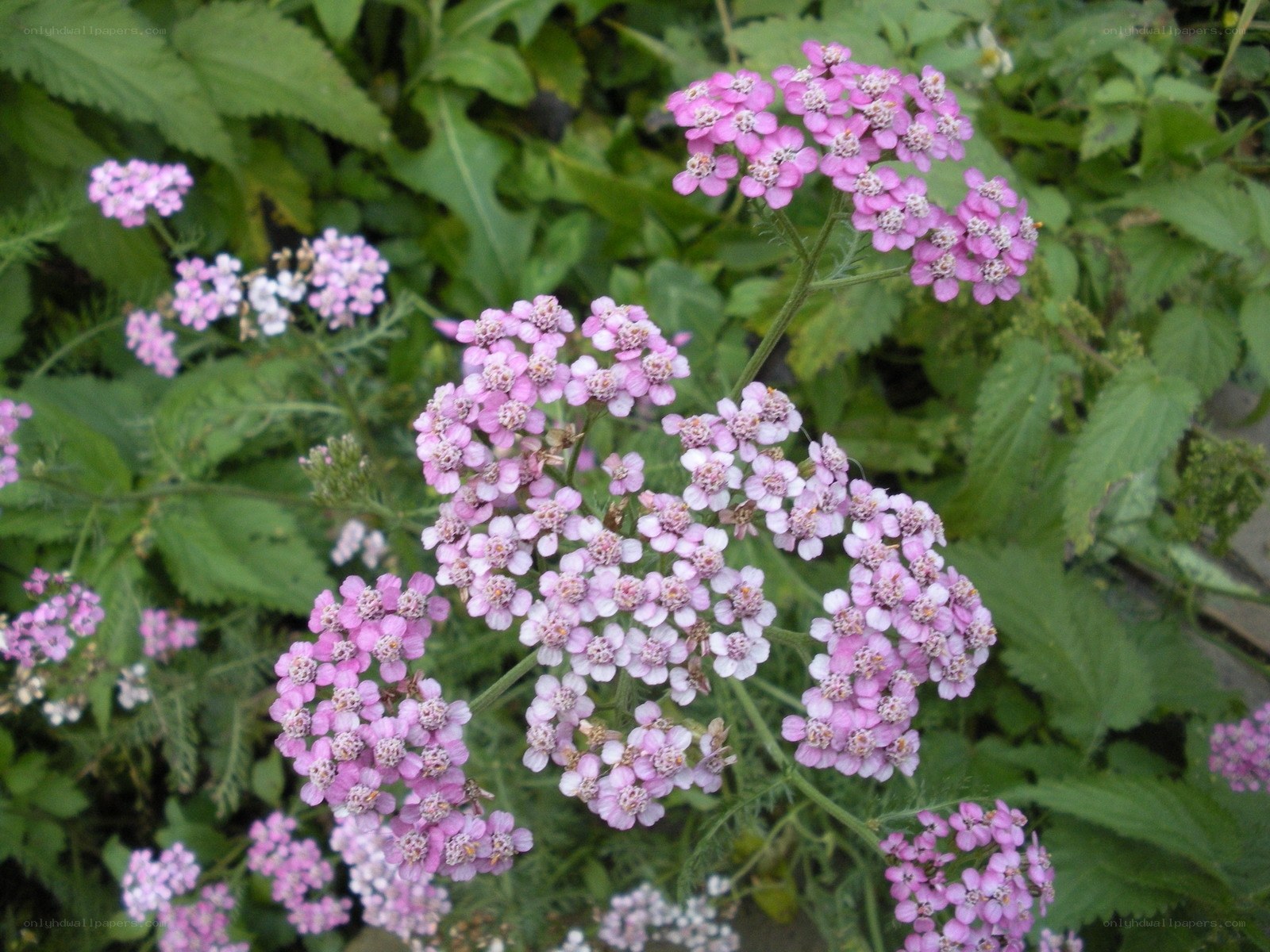 pink yarrow flowers in garden