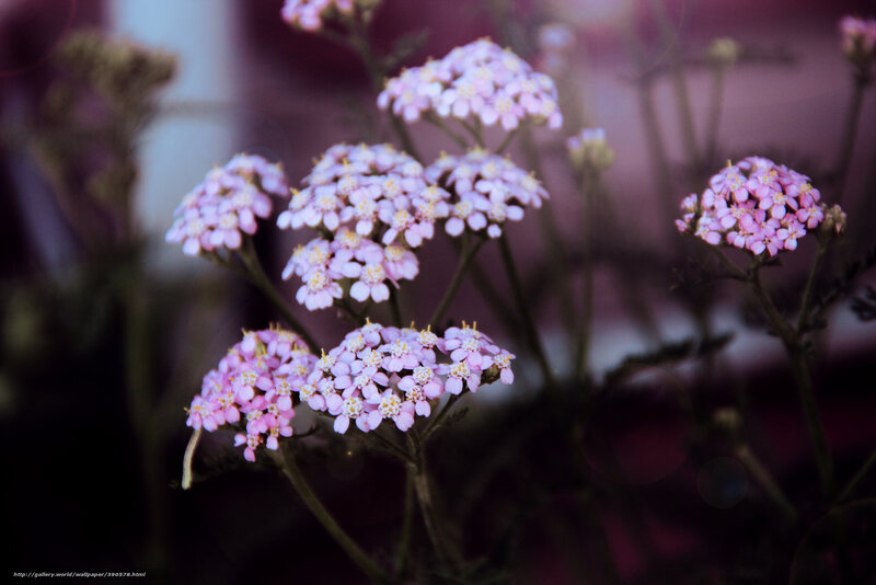 Pink Yarrow Flowers — Serene