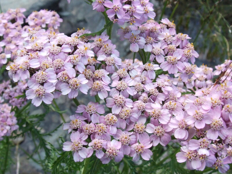 Pink Yarrow Flowers