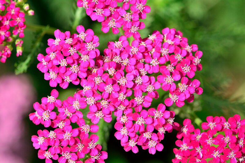 Pink Yarrow Flowers — Vibrant, Summer