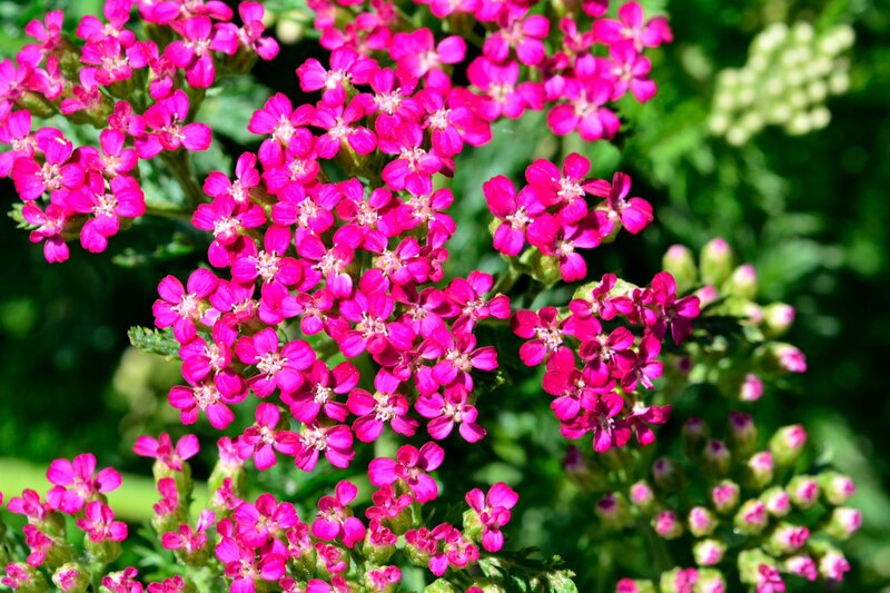 Pink Yarrow Flowers — Vibrant