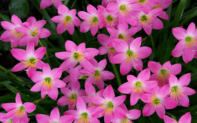 Pink Zephyranthes Flowers — Calm