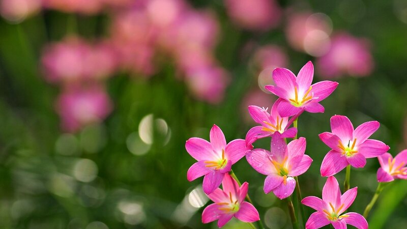 Pink Zephyranthes Flowers — Serene