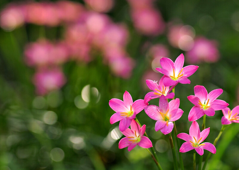 Pink Zephyranthes Flowers
