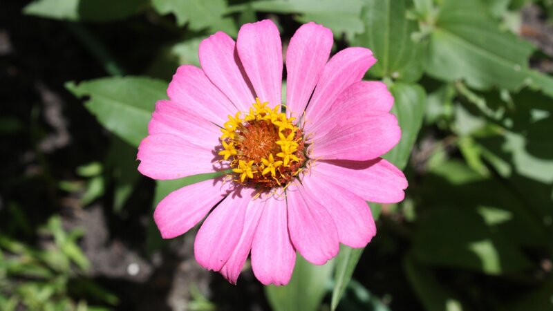 pink zinnia flower