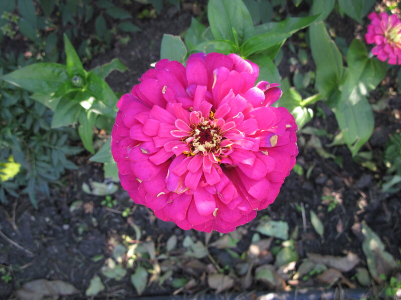 Pink Zinnia Flower — Calm, Afternoon, Photograph, Green Leaves