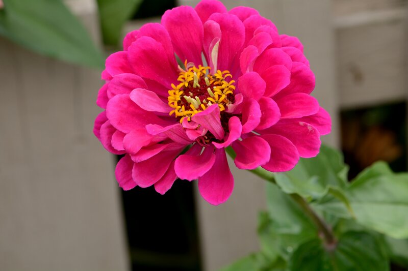 Pink Zinnia Flower — Calm, Afternoon, Photograph, Green Leaves, Yellow Center