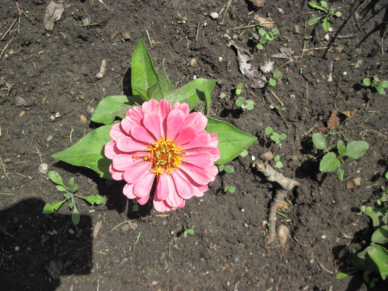Pink Zinnia Flower — Calm, Afternoon, Photograph, Soil