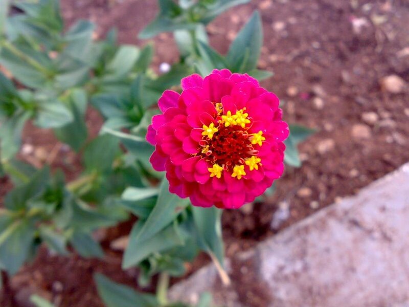 Pink Zinnia Flower — Calm, Afternoon, Photograph