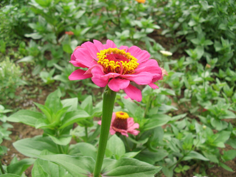 Pink Zinnia Flower — Calm, Afternoon