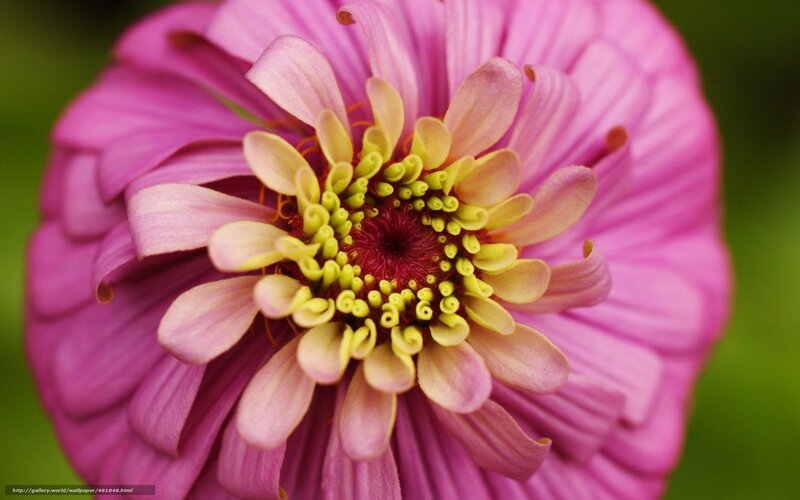 Pink Zinnia Flower — Calm, Photograph, Green Background