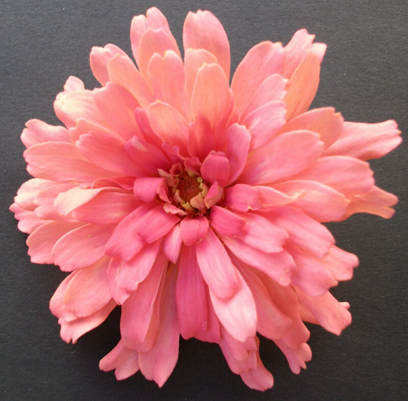 Pink Zinnia Flower — Calm, Photograph, Petals, Center