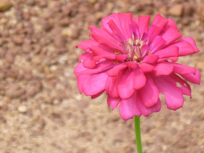 Pink Zinnia Flower — Calm, Photograph