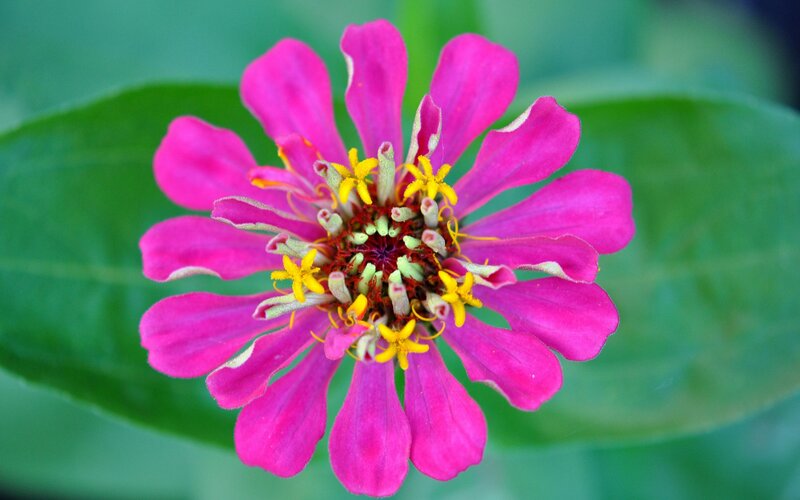 Pink Zinnia Flower — Calm, Summer, Photograph, Green Leaf
