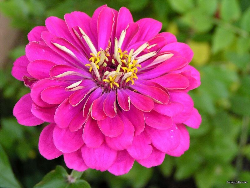 Pink Zinnia Flower — Calm, Summer, Photograph, Petals