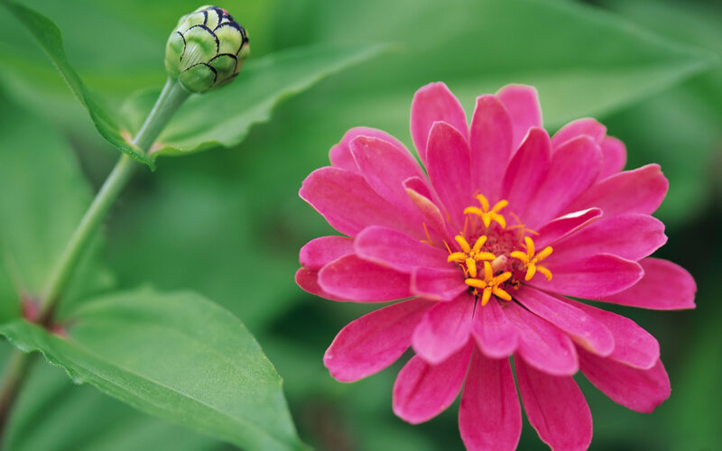 Pink Zinnia Flower — Calm, Summer