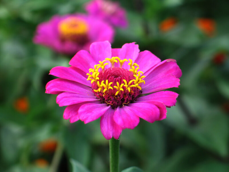 Pink Zinnia Flower — Calm