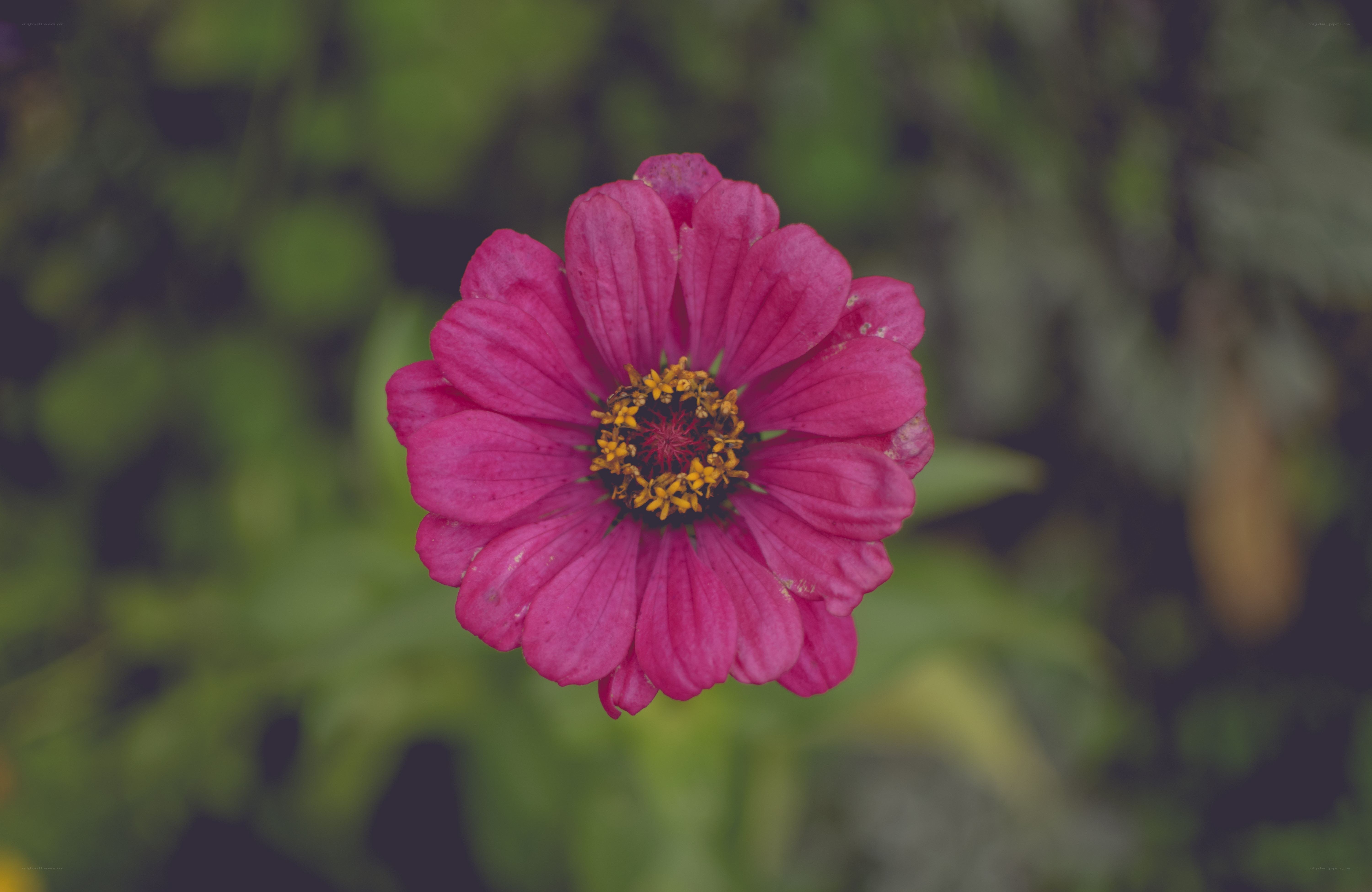 pink zinnia flower close-up