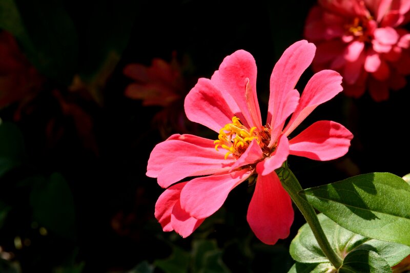 Pink Zinnia Flower — Dramatic, Afternoon